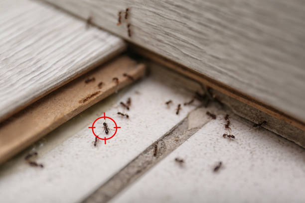 Indoor Pest Control in New Milford, IL